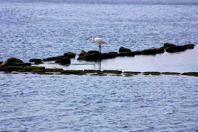 Saline di Trapani e Paceco - Riserva Naturale Regionale - Foto di Giuseppe di Giorgio [licenza CC-BY-SA]