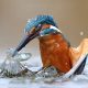 un martin pescatore ritratto nella natura