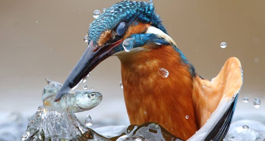 un martin pescatore ritratto nella natura