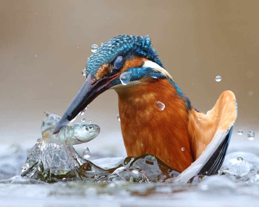 un martin pescatore ritratto nella natura